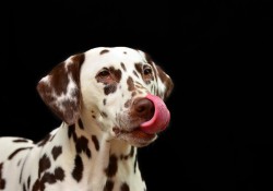 Giv din hund lækker mad, der er skræddersyet til dens biologi